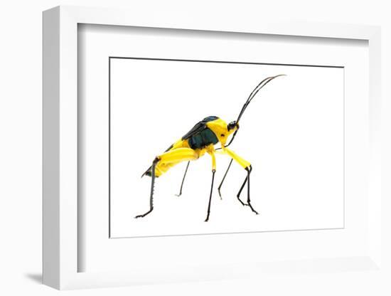 Leaf-Footed Bug (Coreidae) Iwokrama, Guyana. Meetyourneighbours.Net Project-Andrew Snyder-Framed Photographic Print