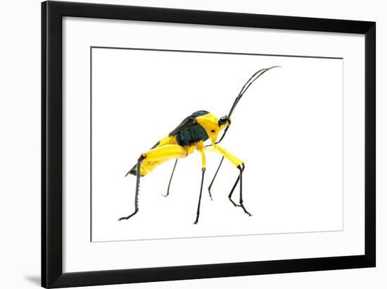 Leaf-Footed Bug (Coreidae) Iwokrama, Guyana. Meetyourneighbours.Net Project-Andrew Snyder-Framed Photographic Print