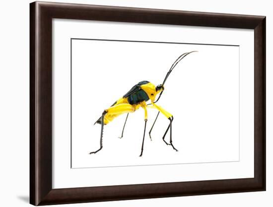 Leaf-Footed Bug (Coreidae) Iwokrama, Guyana. Meetyourneighbours.Net Project-Andrew Snyder-Framed Photographic Print