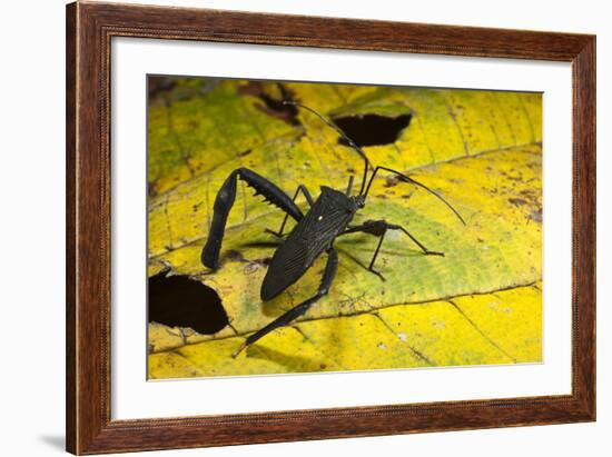Leaf-Footed Bug, Yasuni NP, Amazon Rainforest, Ecuador-Pete Oxford-Framed Photographic Print