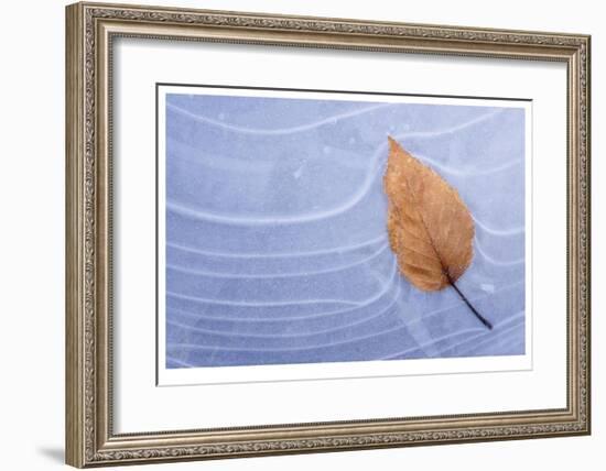 Leaf Frozen in Ice-Donald Paulson-Framed Giclee Print