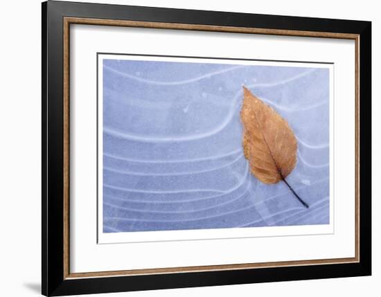 Leaf Frozen in Ice-Donald Paulson-Framed Giclee Print