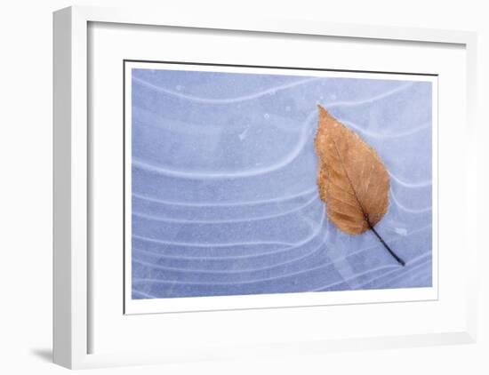 Leaf Frozen in Ice-Donald Paulson-Framed Giclee Print