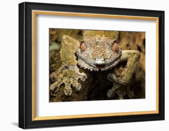 Leaf Gecko, Madagascar-Paul Souders-Framed Photographic Print