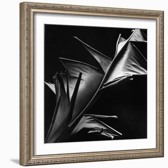 Leaf, Hawaii, c. 1980-Brett Weston-Framed Photographic Print