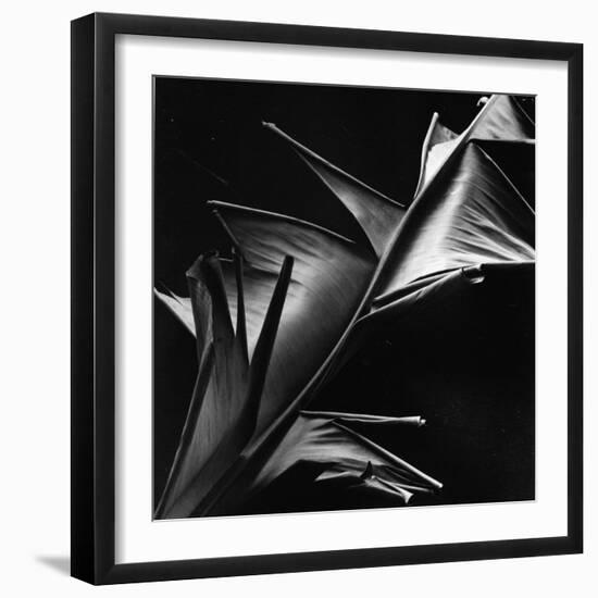 Leaf, Hawaii, c. 1980-Brett Weston-Framed Photographic Print