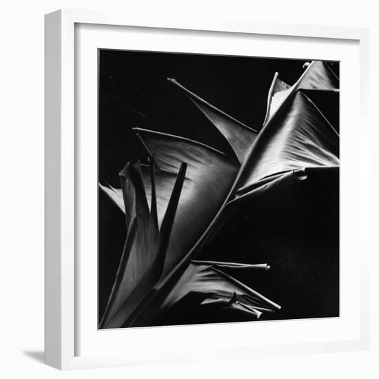 Leaf, Hawaii, c. 1980-Brett Weston-Framed Photographic Print