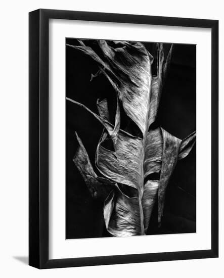 Leaf, Hawaii, c. 1980-Brett Weston-Framed Photographic Print