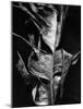 Leaf, Hawaii, c. 1980-Brett Weston-Mounted Photographic Print