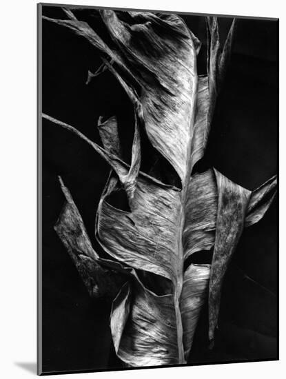 Leaf, Hawaii, c. 1980-Brett Weston-Mounted Photographic Print