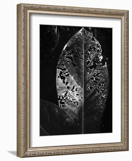 Leaf, Hawaii, c. 1985-Brett Weston-Framed Photographic Print