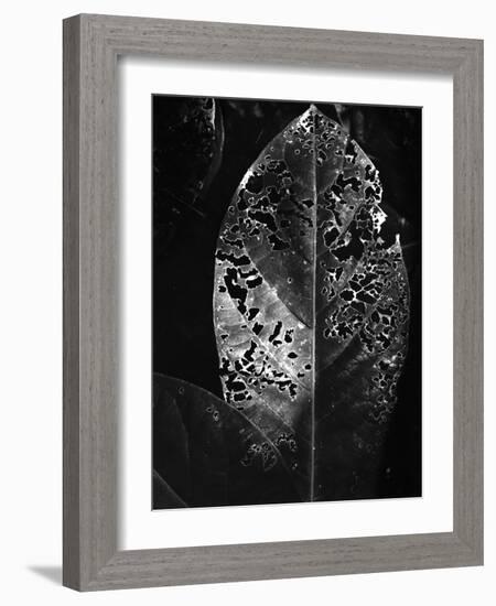 Leaf, Hawaii, c. 1985-Brett Weston-Framed Photographic Print