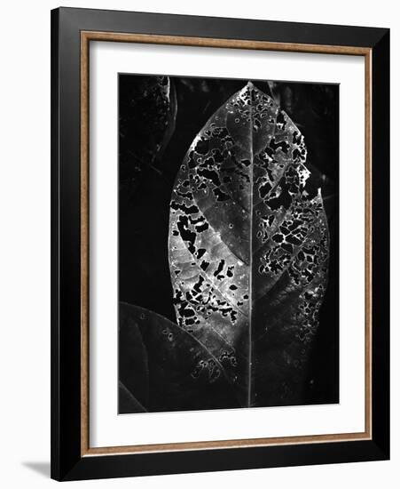 Leaf, Hawaii, c. 1985-Brett Weston-Framed Photographic Print