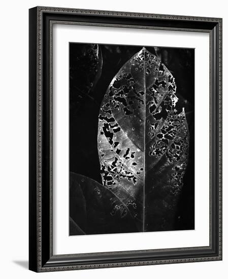 Leaf, Hawaii, c. 1985-Brett Weston-Framed Photographic Print