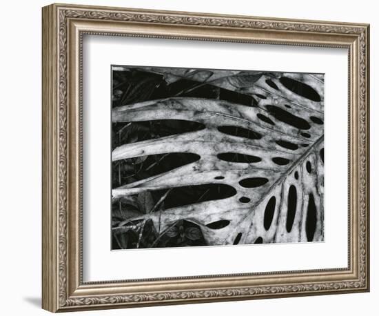 Leaf, Hawaii, c. 1985-Brett Weston-Framed Photographic Print