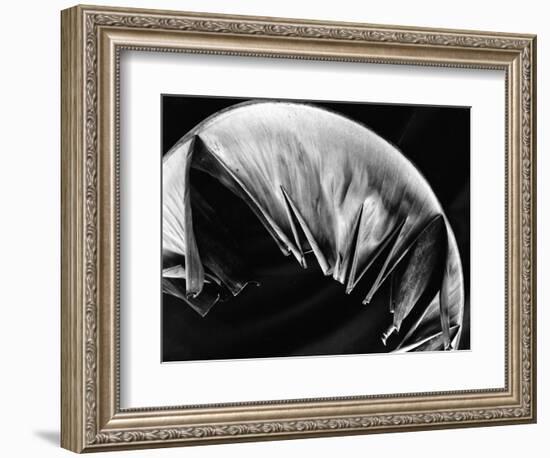 Leaf, Hawaii, c. 1985-Brett Weston-Framed Photographic Print