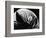 Leaf, Hawaii, c. 1985-Brett Weston-Framed Photographic Print