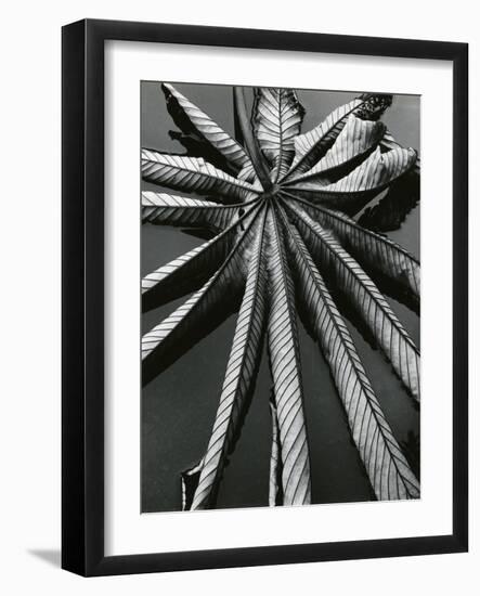 Leaf, Hilo, 1978-Brett Weston-Framed Photographic Print