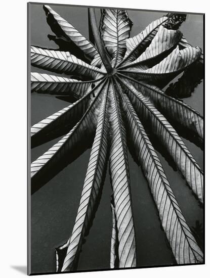 Leaf, Hilo, 1978-Brett Weston-Mounted Photographic Print