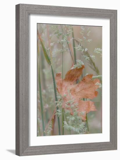 Leaf in Meadow II-Kathy Mahan-Framed Photographic Print