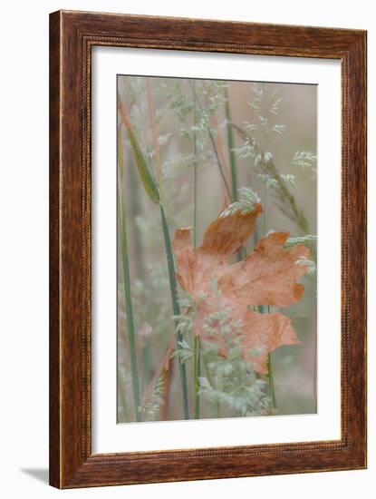 Leaf in Meadow II-Kathy Mahan-Framed Photographic Print