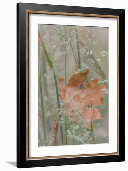 Leaf in Meadow II-Kathy Mahan-Framed Photographic Print