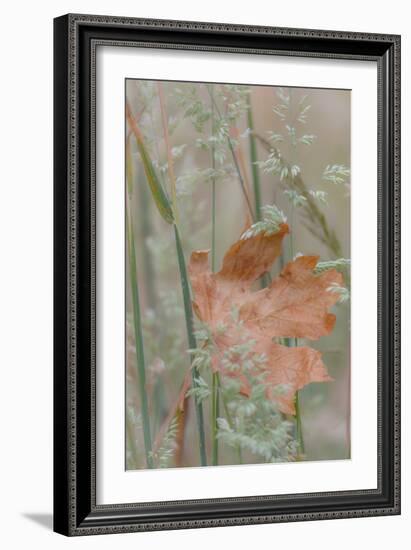 Leaf in Meadow II-Kathy Mahan-Framed Photographic Print