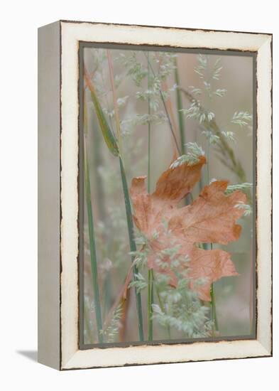 Leaf in Meadow II-Kathy Mahan-Framed Premier Image Canvas