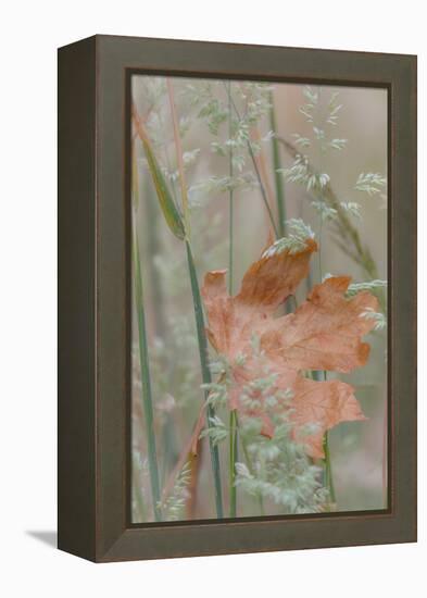 Leaf in Meadow II-Kathy Mahan-Framed Premier Image Canvas