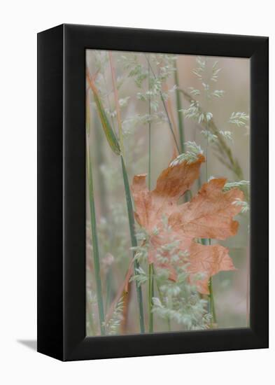 Leaf in Meadow II-Kathy Mahan-Framed Premier Image Canvas