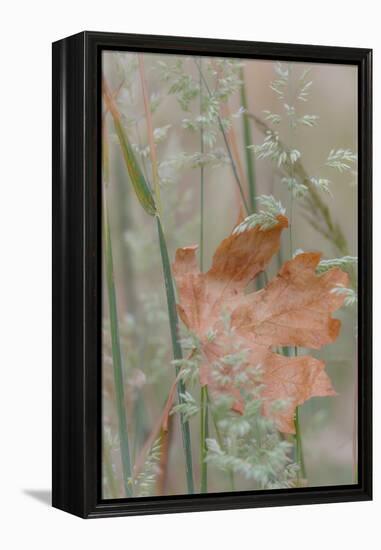 Leaf in Meadow II-Kathy Mahan-Framed Premier Image Canvas