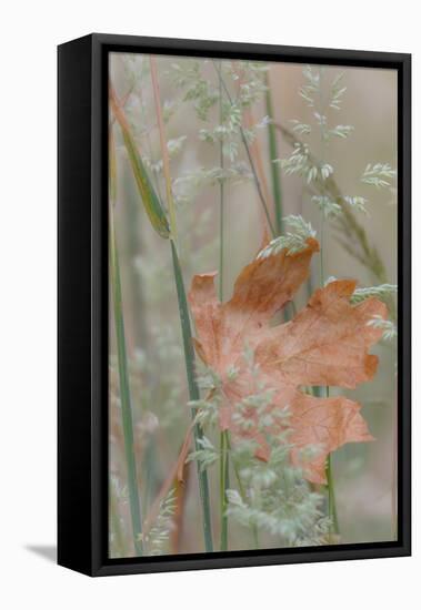 Leaf in Meadow II-Kathy Mahan-Framed Premier Image Canvas