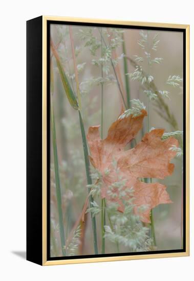 Leaf in Meadow II-Kathy Mahan-Framed Premier Image Canvas