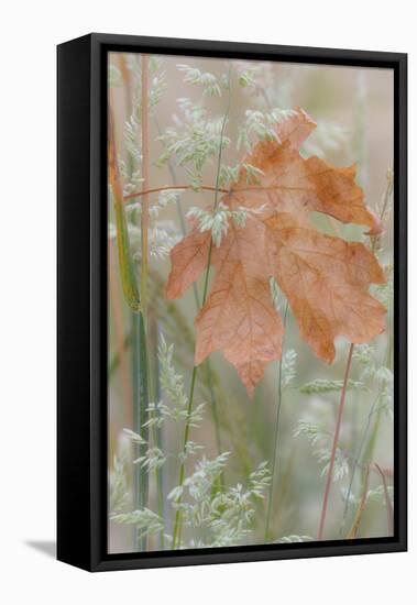 Leaf in Meadow-Kathy Mahan-Framed Premier Image Canvas