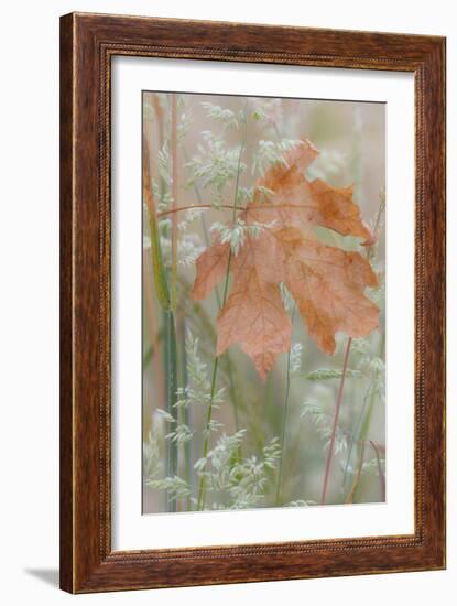 Leaf in Meadow-Kathy Mahan-Framed Photographic Print