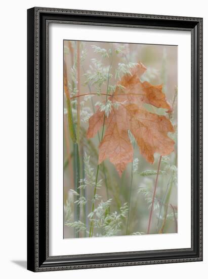 Leaf in Meadow-Kathy Mahan-Framed Photographic Print