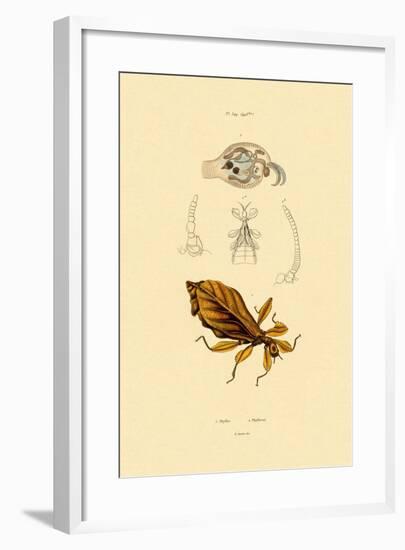 Leaf Insect, 1833-39-null-Framed Giclee Print