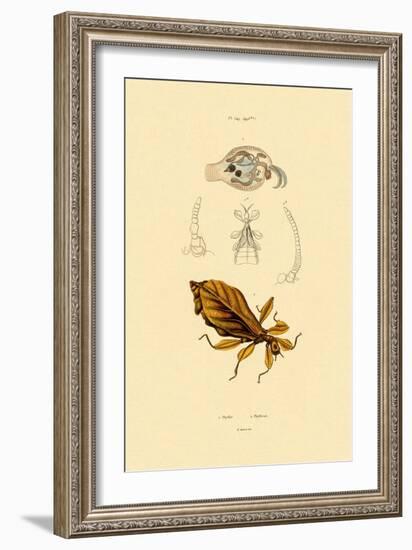 Leaf Insect, 1833-39-null-Framed Giclee Print