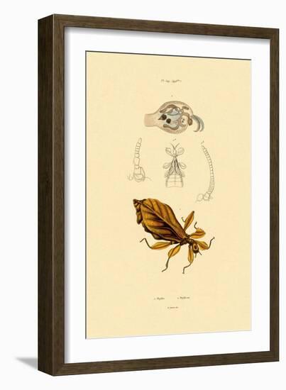 Leaf Insect, 1833-39-null-Framed Giclee Print