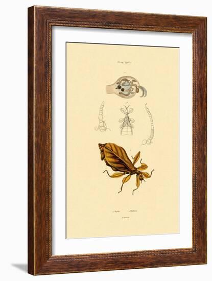 Leaf Insect, 1833-39-null-Framed Giclee Print