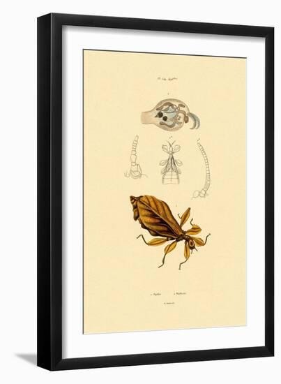 Leaf Insect, 1833-39-null-Framed Giclee Print