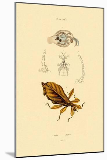 Leaf Insect, 1833-39-null-Mounted Giclee Print