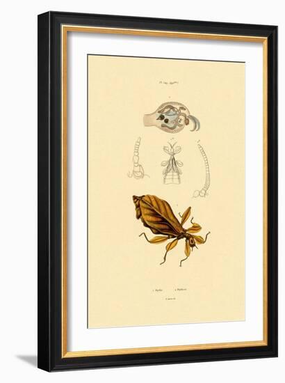 Leaf Insect, 1833-39-null-Framed Giclee Print