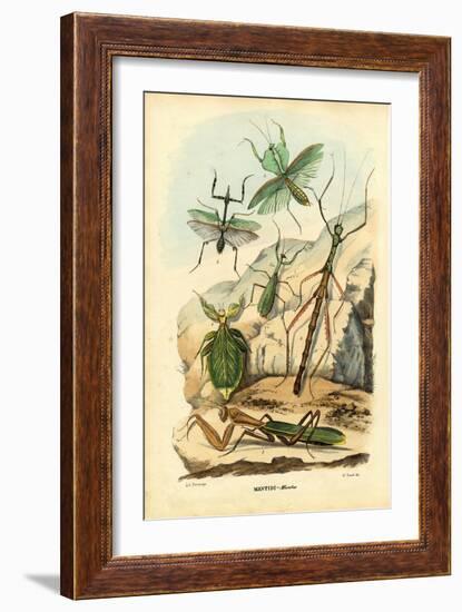 Leaf Insect, 1863-79-Raimundo Petraroja-Framed Giclee Print