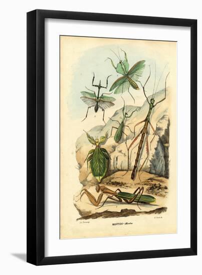 Leaf Insect, 1863-79-Raimundo Petraroja-Framed Giclee Print