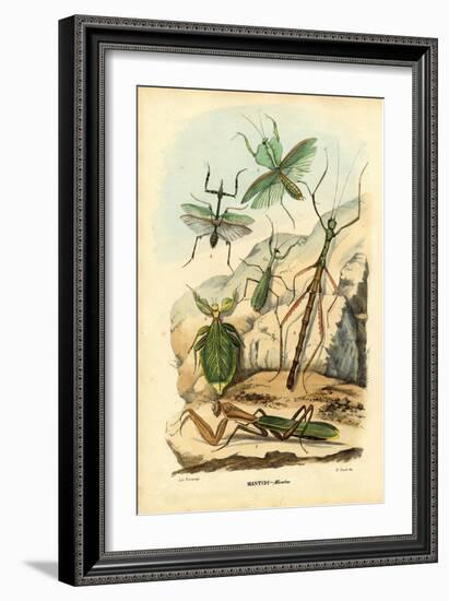 Leaf Insect, 1863-79-Raimundo Petraroja-Framed Giclee Print