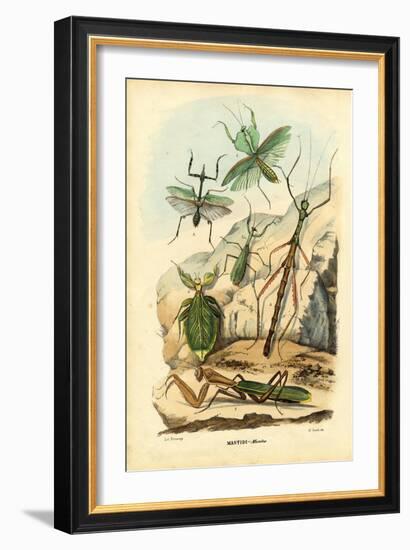 Leaf Insect, 1863-79-Raimundo Petraroja-Framed Giclee Print