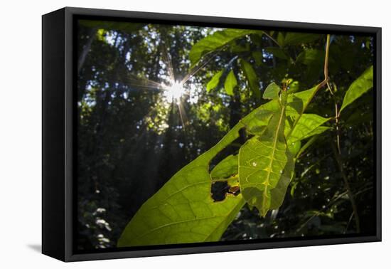 Leaf insect (Phyllium sp.) camouflaged in rainforest, Mulu National Park, Borneo-Emanuele Biggi-Framed Premier Image Canvas