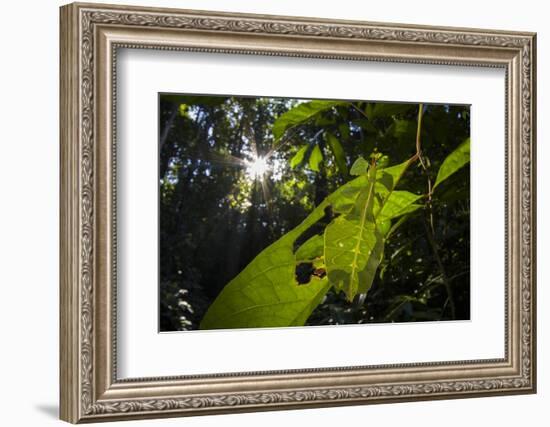 Leaf insect (Phyllium sp.) camouflaged in rainforest, Mulu National Park, Borneo-Emanuele Biggi-Framed Photographic Print