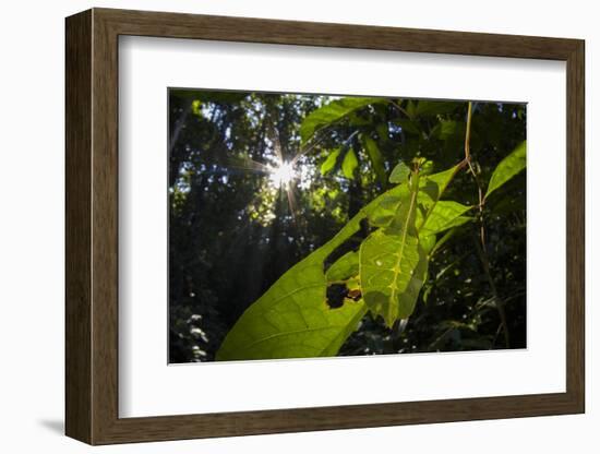 Leaf insect (Phyllium sp.) camouflaged in rainforest, Mulu National Park, Borneo-Emanuele Biggi-Framed Photographic Print